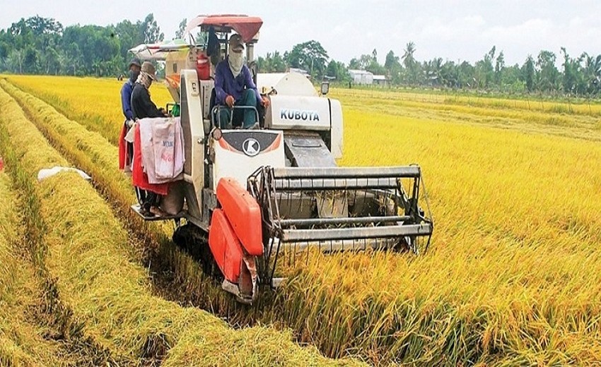 Giá lúa gạo hôm nay ngày 26/6: Tiếp tục xu hướng đi ngang; giá gạo xuất khẩu bất ngờ tăng nhẹ