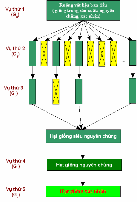 Kỹ thuật phục tráng, sản xuất hạt giống siêu nguyên chủng, nguyên chủng, giống xác nhận từ hạt giống trong sản xuất