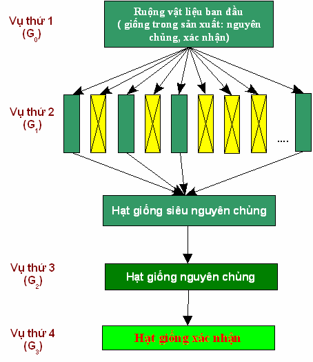 Kỹ thuật sản xuất hạt giống siêu nguyên chủng từ hạt giống tác giả hoặc duy trì từ hạt giống siêu nguyên chủng