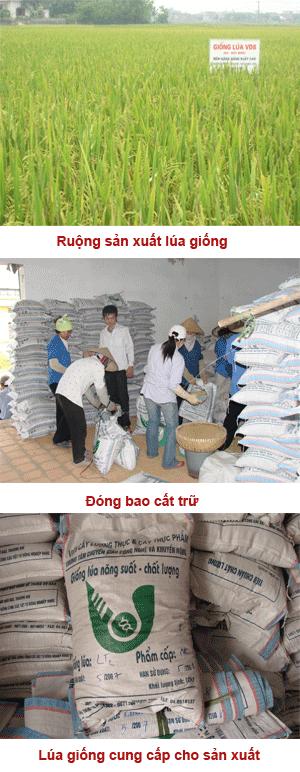 Phân cấp hạt giống lúa