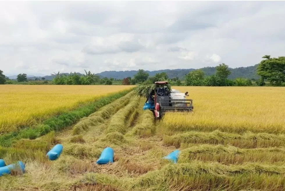 Giá lúa gạo hôm nay ngày 28/7: Giá gạo tăng 150 -200 đồng/kg; gạo xuất khẩu ở mức thấp nhất