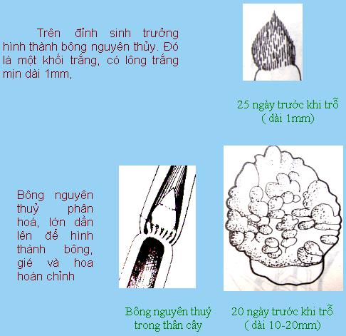 Giai đoạn làm đòng