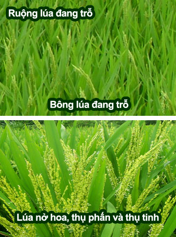 Giai đoạn trổ bông