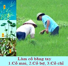 Kỹ thuật chăm sóc lúa cấy – Kỹ thuật trồng lúa cấy