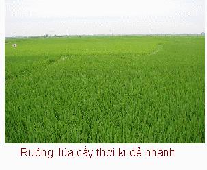 Thời vụ và nhóm giống lúa theo vùng sinh thái – Kỹ thuật trồng lúa sạ