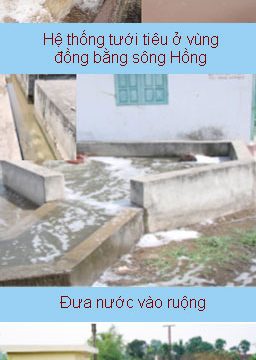 Nhu cầu nước của lúa