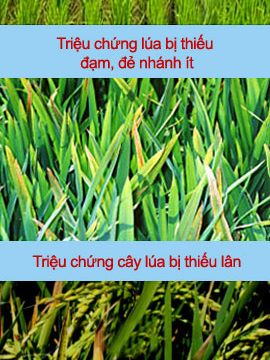 Vai trò một số loại dinh dưỡng chính