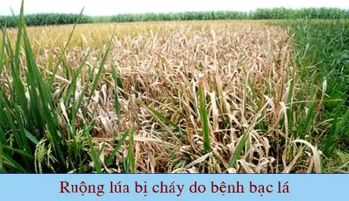 Bệnh bạch lá