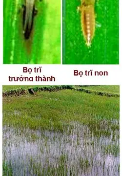 Bọ trĩ