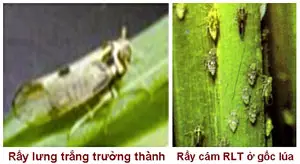 Rầy lưng trắng