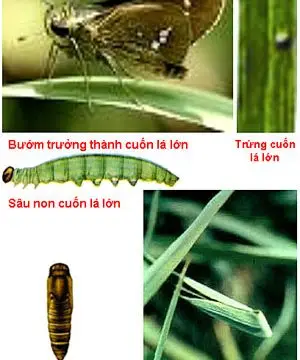 Sâu cuốn lá lớn