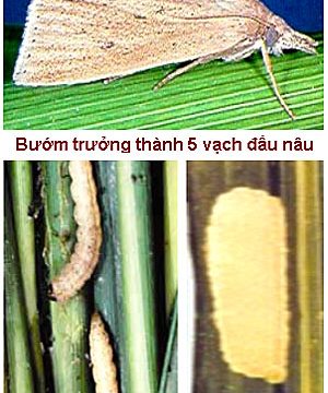 Sâu đục thân năm vạch đầu nâu -Sâu hại lúa