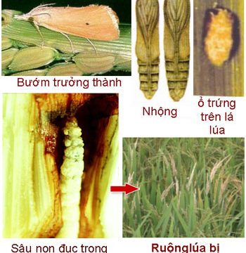 Sâu đục thân bướm hai chấm – Sâu hại lúa