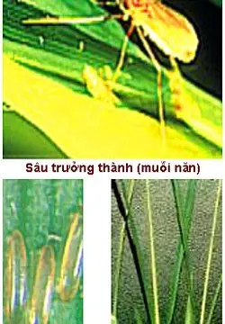 Sâu năn hại lúa