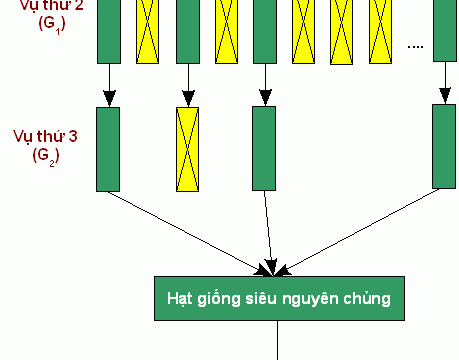 Kỹ thuật phục tráng, sản xuất hạt giống siêu nguyên chủng, nguyên chủng, giống xác nhận từ hạt giống trong sản xuất