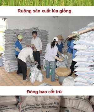 Phân cấp hạt giống lúa