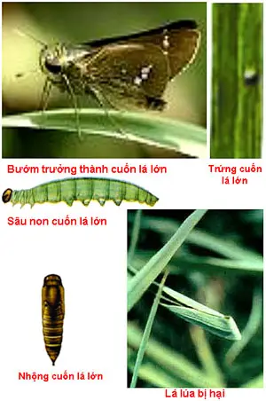 Sâu cuốn lá lớn