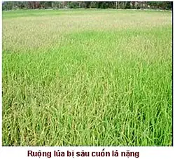 Sâu cuốn lá nhỏ