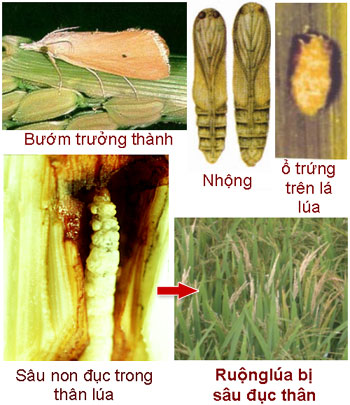 Sâu đục thân bướm hai chấm - Sâu hại lúa