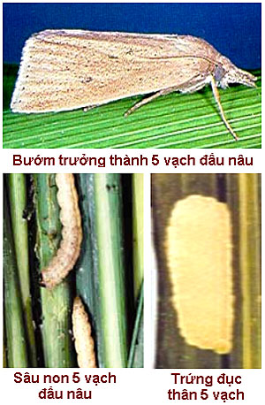 Sâu đục thân năm vạch đầu nâu