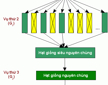 Kỹ thuật sản xuất hạt giống siêu nguyên chủng từ hạt giống tác giả hoặc duy trì từ hạt giống siêu nguyên chủng