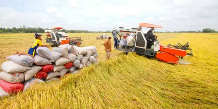 Giá lúa gạo hôm nay ngày 17/7: Giá lúa đi ngang; giá gạo xuất khẩu ở mức thấp