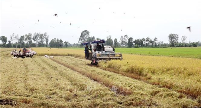 Giá lúa gạo hôm nay ngày 24/7: Giá lúa tăng 100 đồng/kg; giá gạo xuất khẩu ở mức thấp