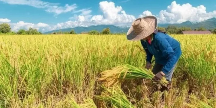 Giá lúa gạo hôm nay ngày 20/7: Giá lúa tăng mạnh lên đến 8.000 đồng/kg