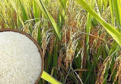 Giá lúa gạo hô17/8/2024: Giá lúa tăng 100 -300 đồng, gạo neo ở mức cao