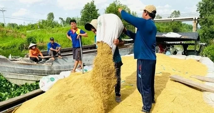 Giá lúa gạo hôm nay ngày 4/8/2024: Ổn định, giá gạo xuất khẩu ở mức thấp