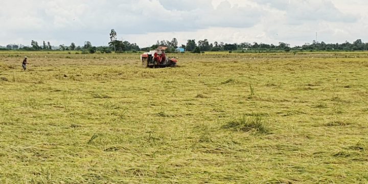 Lúa hư hại do mưa dầm, không chờ thương lái đến mua mới thu hoạch