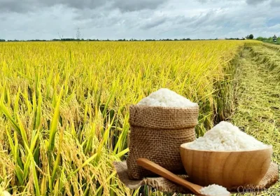 Giá lúa gạo hôm nay ngày 25/2: Gạo nguyên liệu giảm nhẹ